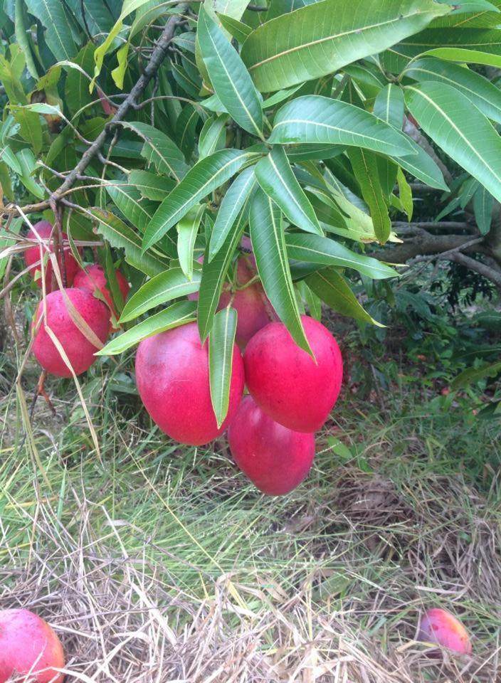 Riachinho Pousada Fazenda Vale do Capao Dış mekan fotoğraf